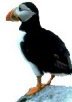 From late April to August you can see colourful little puffins nesting on the nearby cliffs. You can watch thousands of birds soaring and diving, gannets, guilliemots, razorbills, auks and fulmars to name but a few....